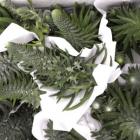 ��ǰ�� �̹���